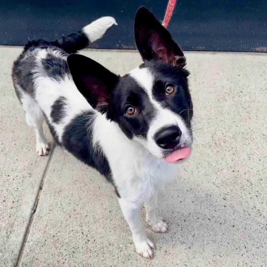 Thea, a Adoptable mixed breed in Bloomfield, CT image 3/3