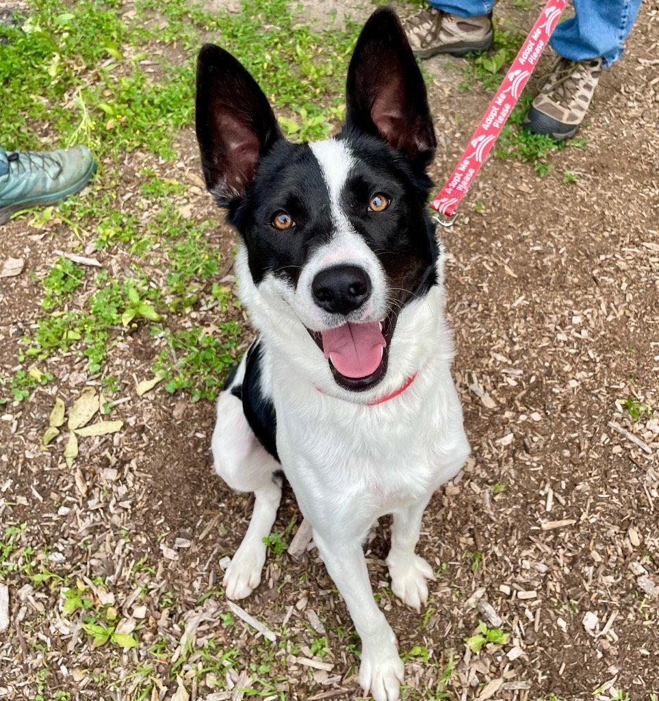 Enlarge Thea, a Adoptable mixed breed in Bloomfield, CT image 2/3