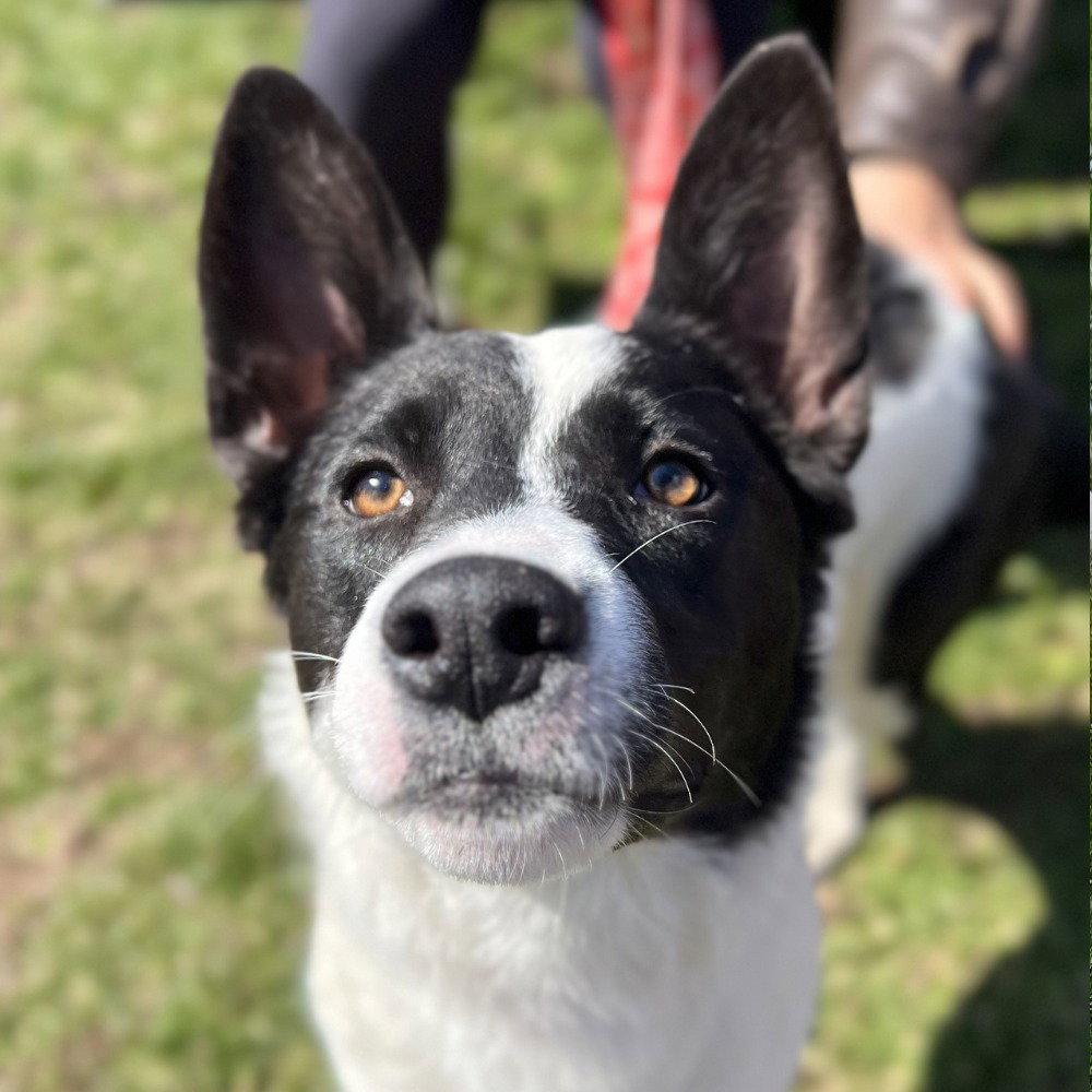Enlarge Thea, a Adoptable mixed breed in Bloomfield, CT image 3/3