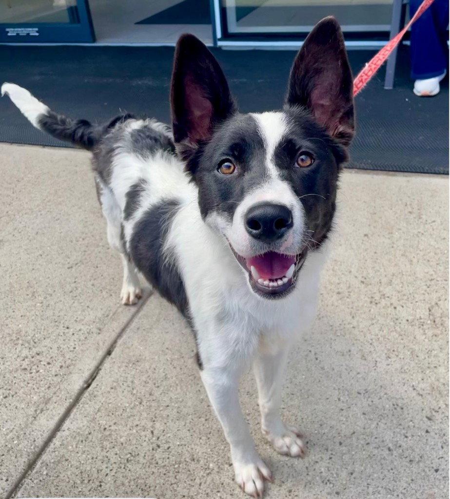 Enlarge Thea, a Adoptable mixed breed in Bloomfield, CT image 3/3