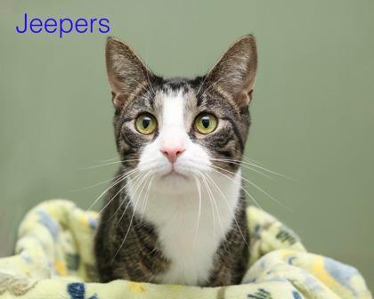 Jeepers, Adoptable, Kitten Male Domestic Short Hair & Domestic Short Hair.
