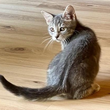 Prosser  Social And thumbnail 4