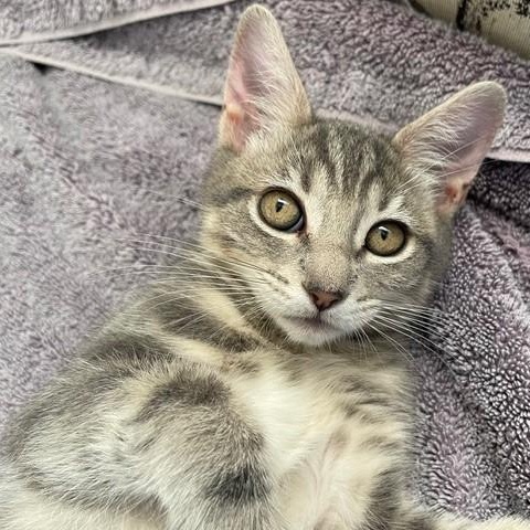 Prosser  Social And thumbnail 2