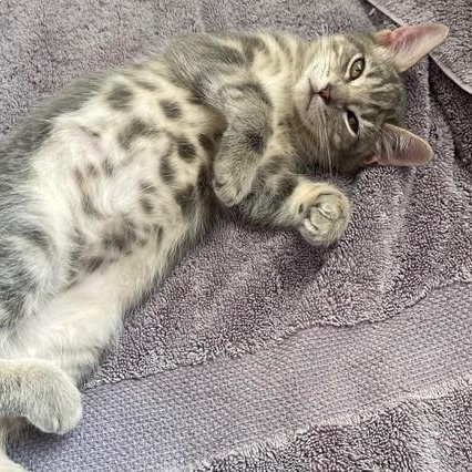 Prosser Social And photo 1