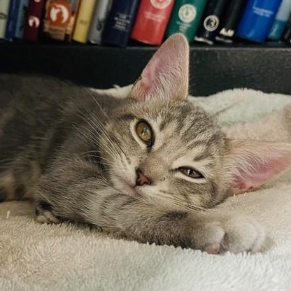 Prosser  Social And thumbnail 3