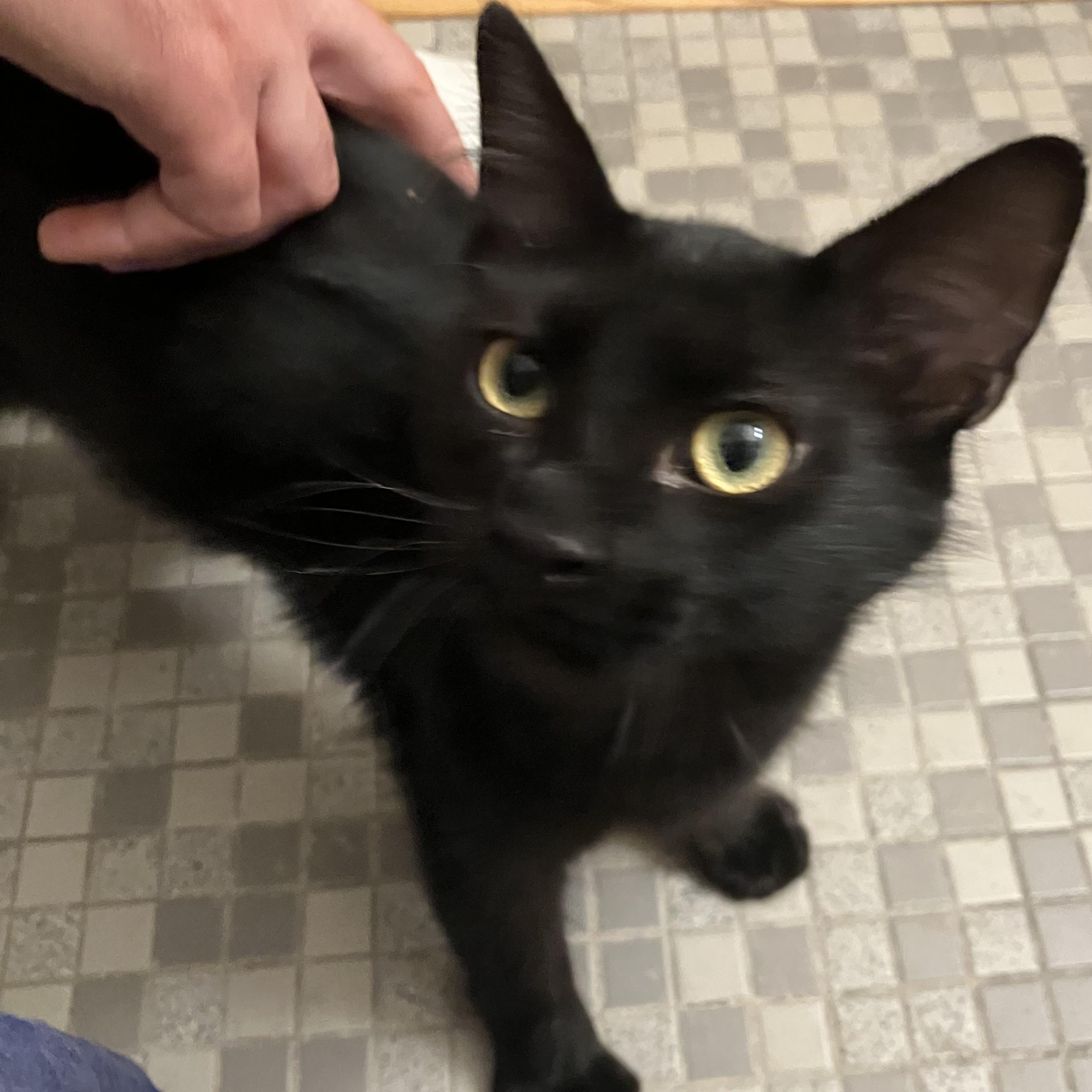 Potato Nightshade, a Adoptable mixed breed in Chicago, IL image 4/5