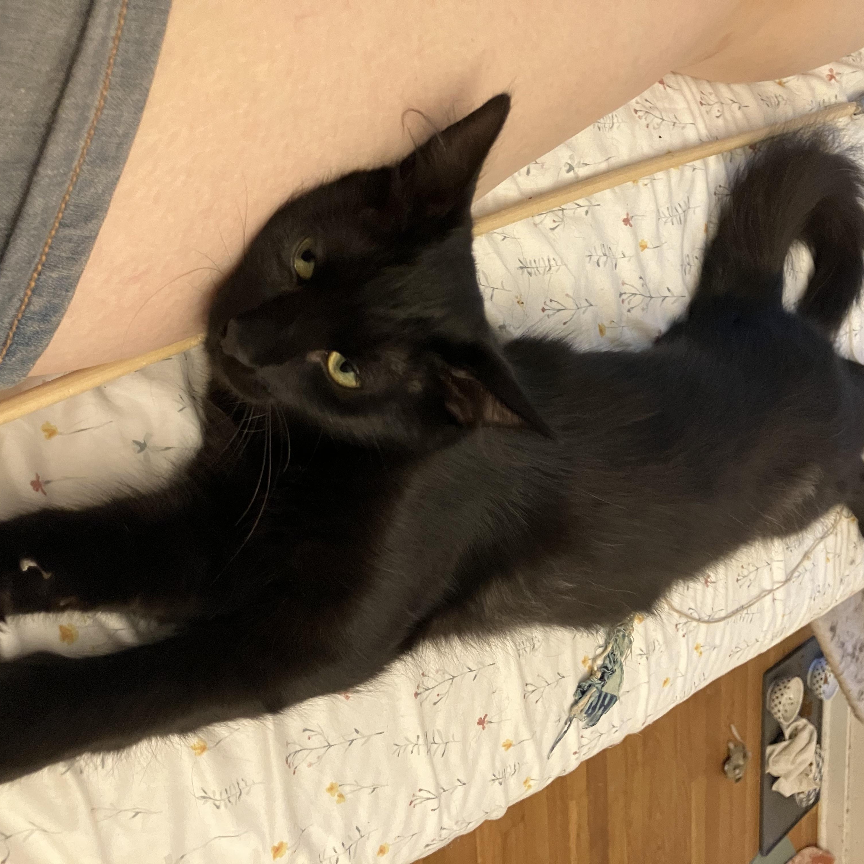 Potato Nightshade, a Adoptable mixed breed in Chicago, IL image 2/5