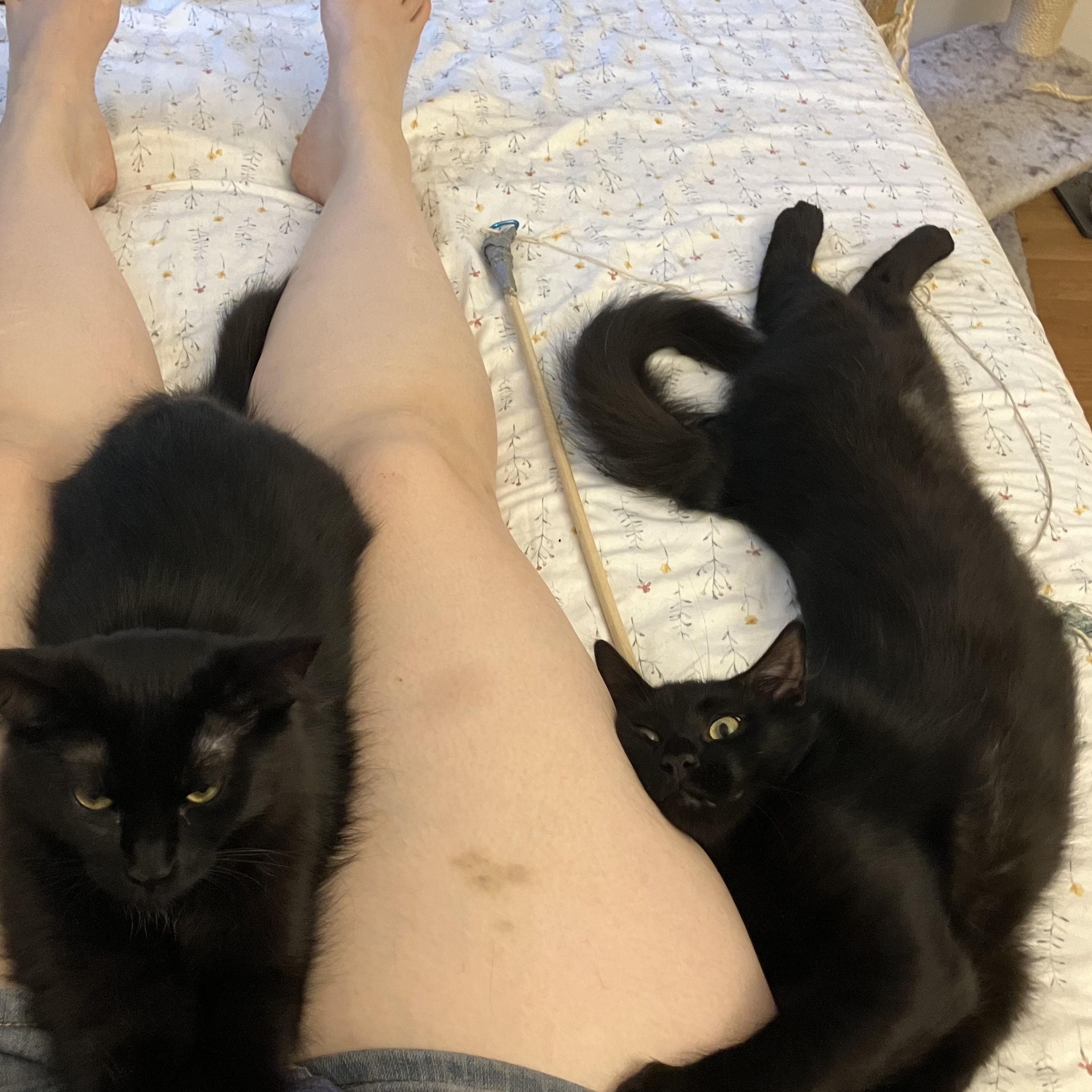 Potato Nightshade, a Adoptable mixed breed in Chicago, IL image 5/5