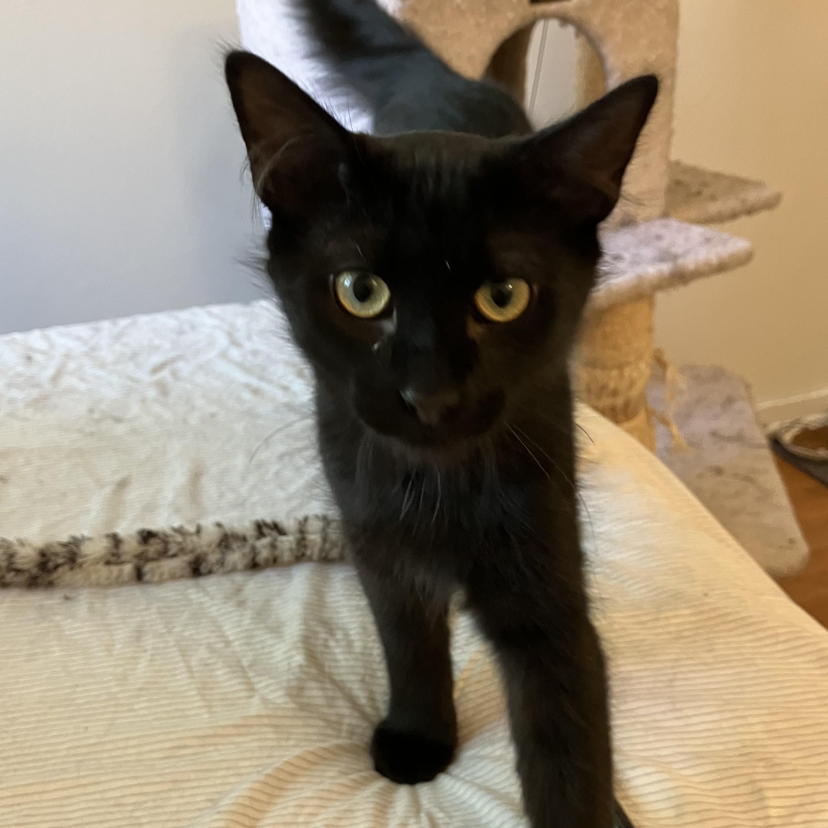 Potato Nightshade, a Adoptable mixed breed in Chicago, IL image 3/5