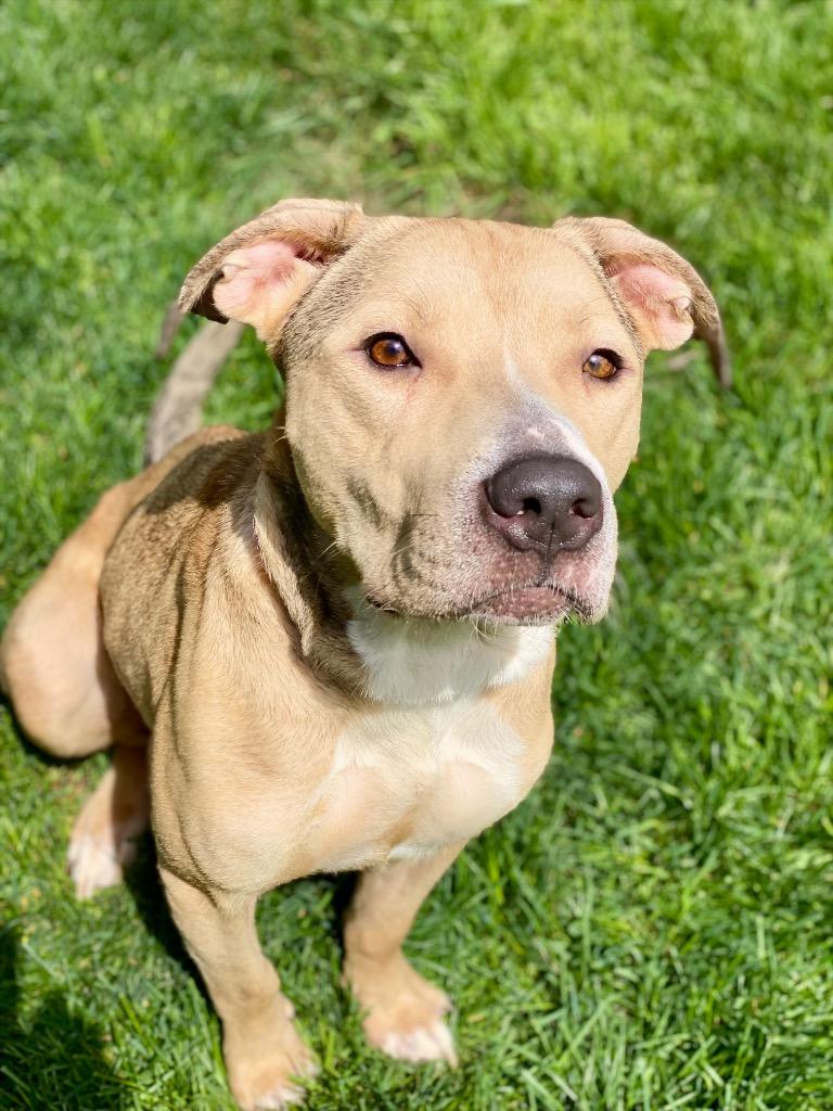 Lacey, Adoptable, Adult Female Labrador Retriever & Terrier.