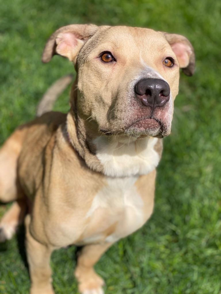 Lacey, a Adoptable mixed breed in Urbandale, IA image 2/3