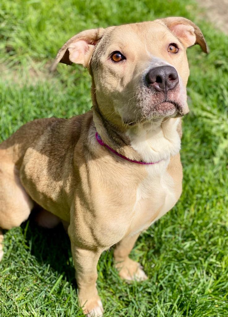 Lacey, a Adoptable mixed breed in Urbandale, IA image 3/3