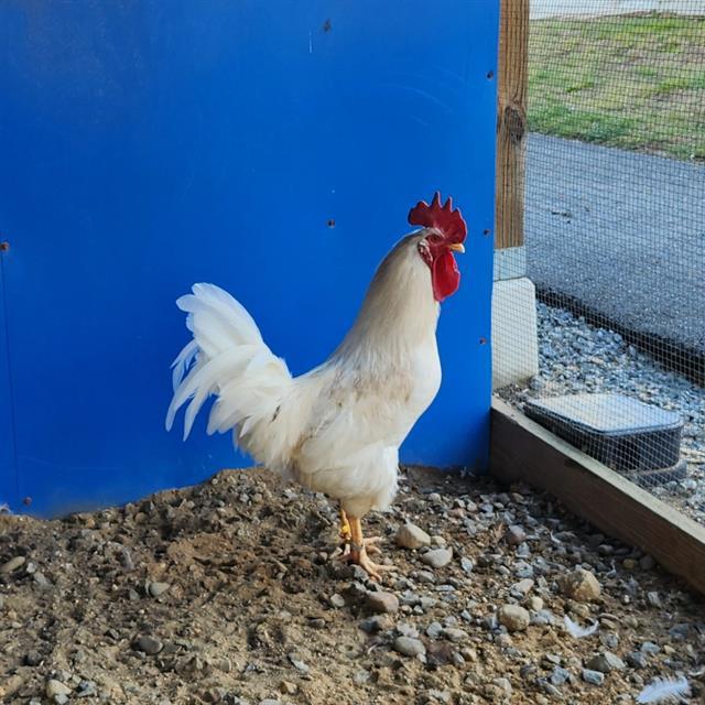 MARTIN, Adoptable, Young Male Chicken.