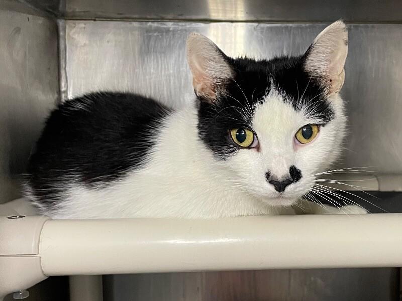 Enlarge Opie, a Adoptable Domestic Short Hair in Roanoke, VA image 1/1