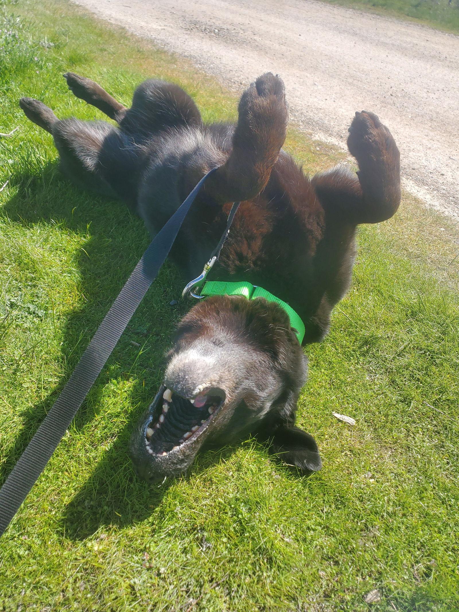 Enlarge Lucky, a Adoptable mixed breed in Yreka, CA image 1/3