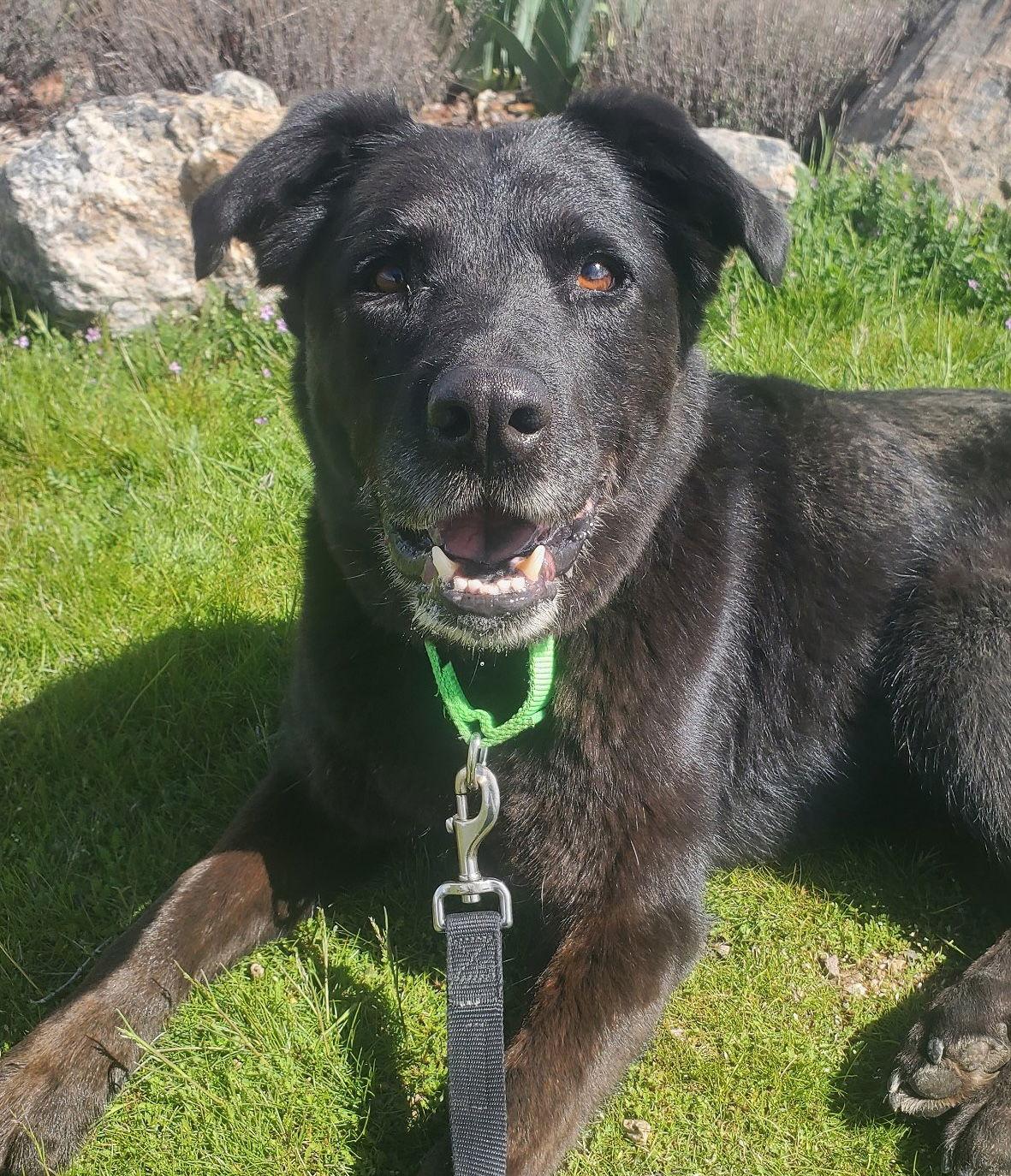 Enlarge Lucky, a Adoptable mixed breed in Yreka, CA image 2/3