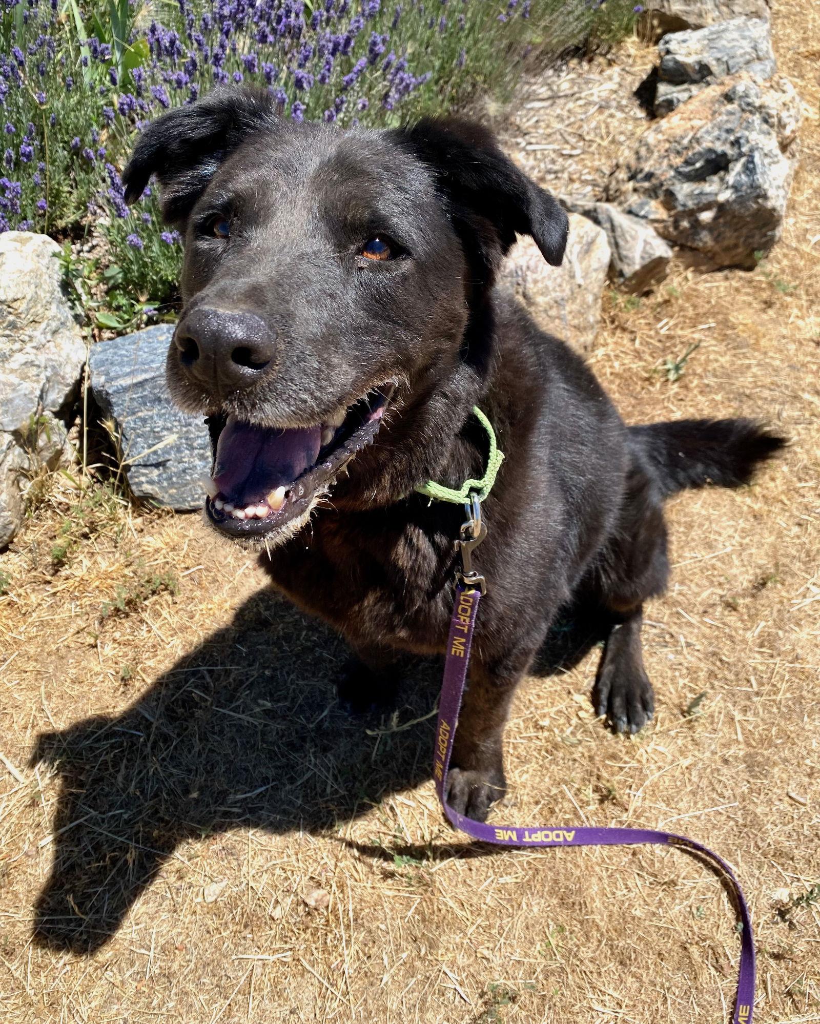Enlarge Lucky, a Adoptable mixed breed in Yreka, CA image 3/3