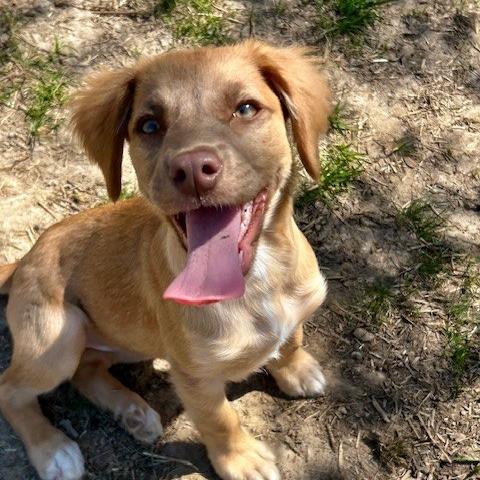 Hope, Adoptable, Puppy Female Mixed Breed.