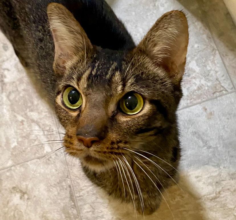 Nibbles, Adoptable, Adult Male Domestic Short Hair.