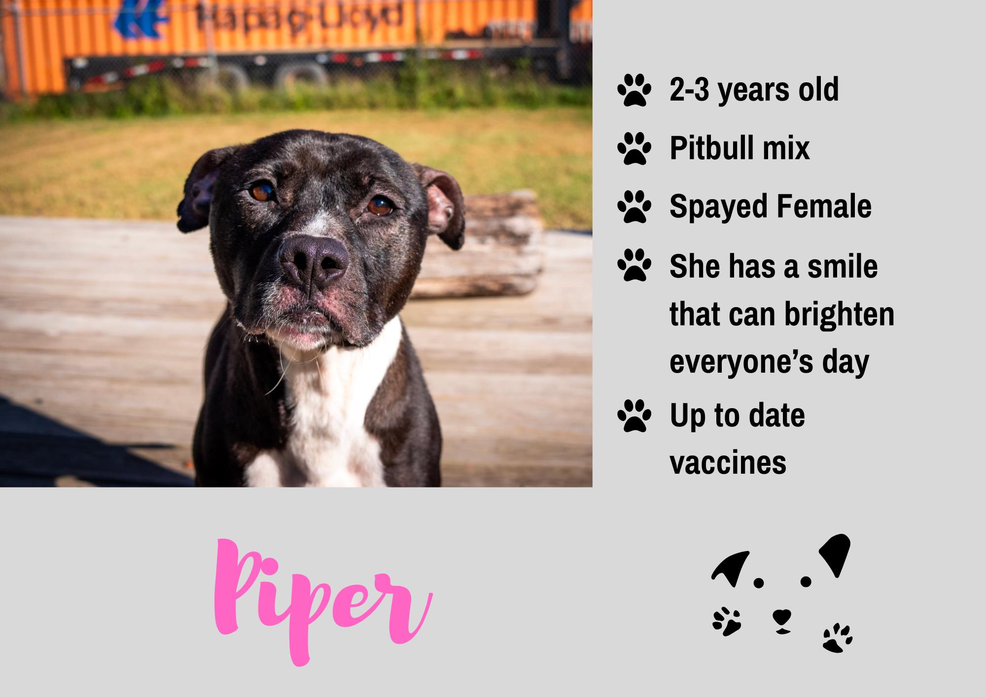 Piper, Adoptable, Adult Female Pit Bull Terrier.