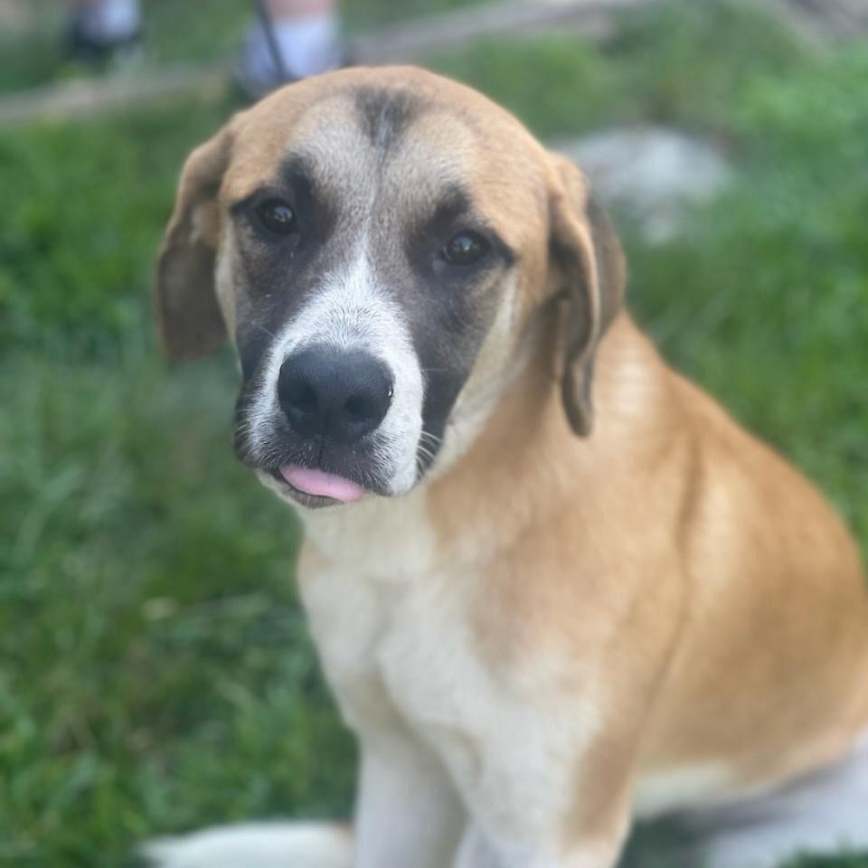 Enlarge Ivy, a Adoptable Saint Bernard in Locust Fork, AL image 1/1