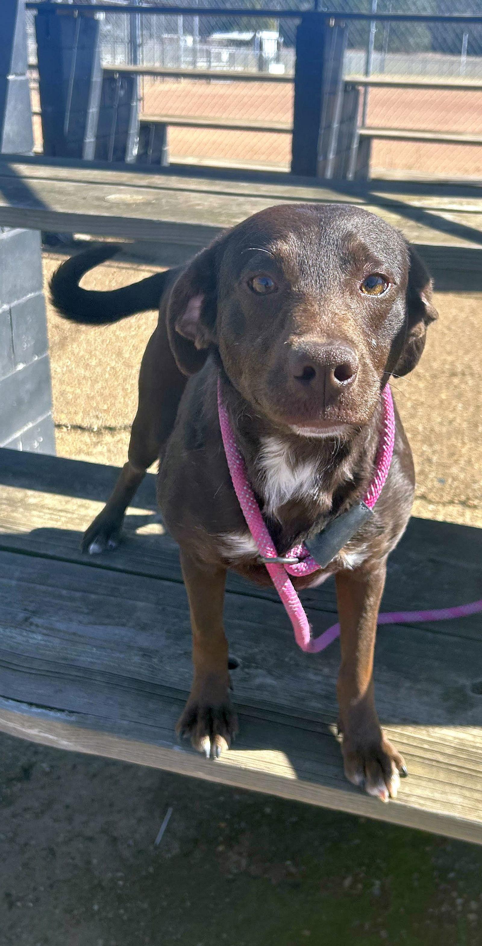 Lilah, a Adoptable mixed breed in Monticello, MS image 1/3