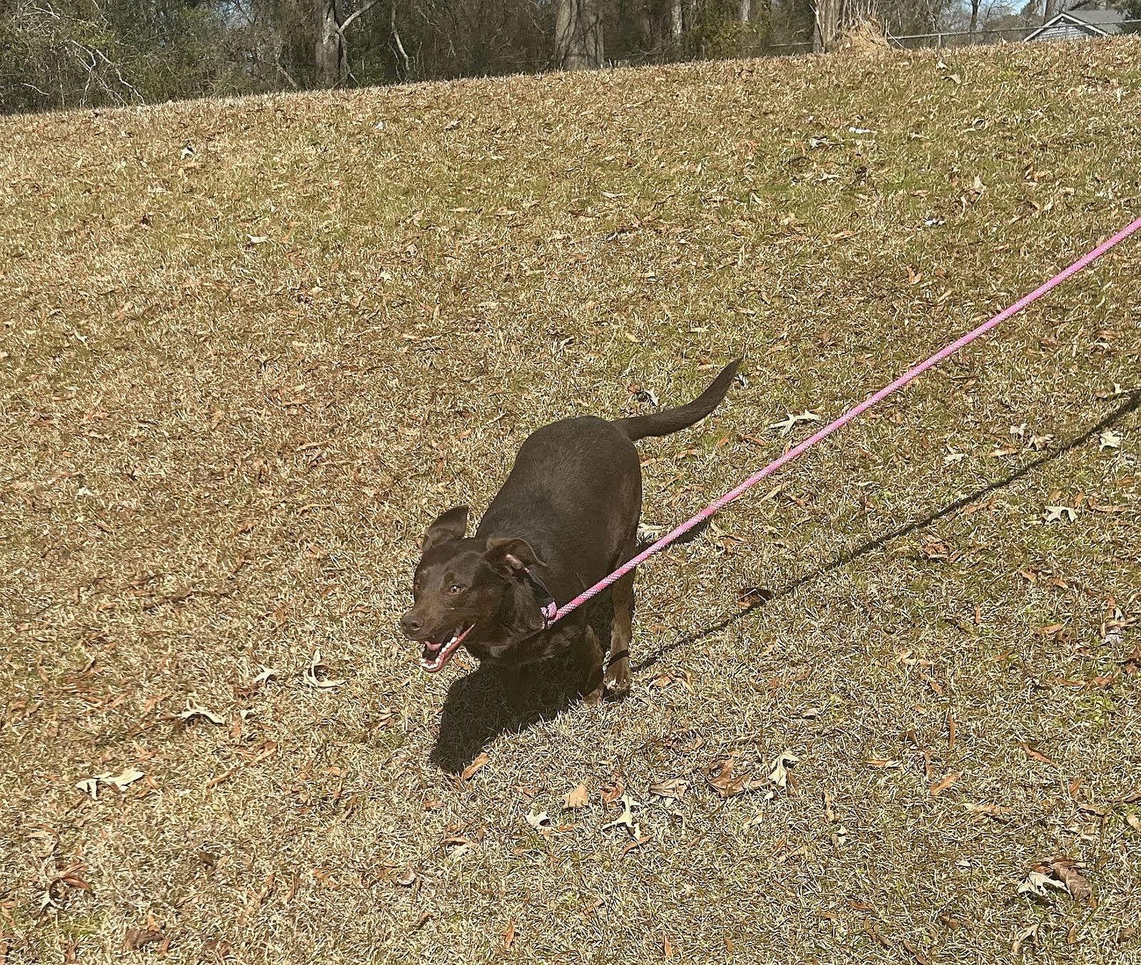 Lilah, a Adoptable mixed breed in Monticello, MS image 2/3