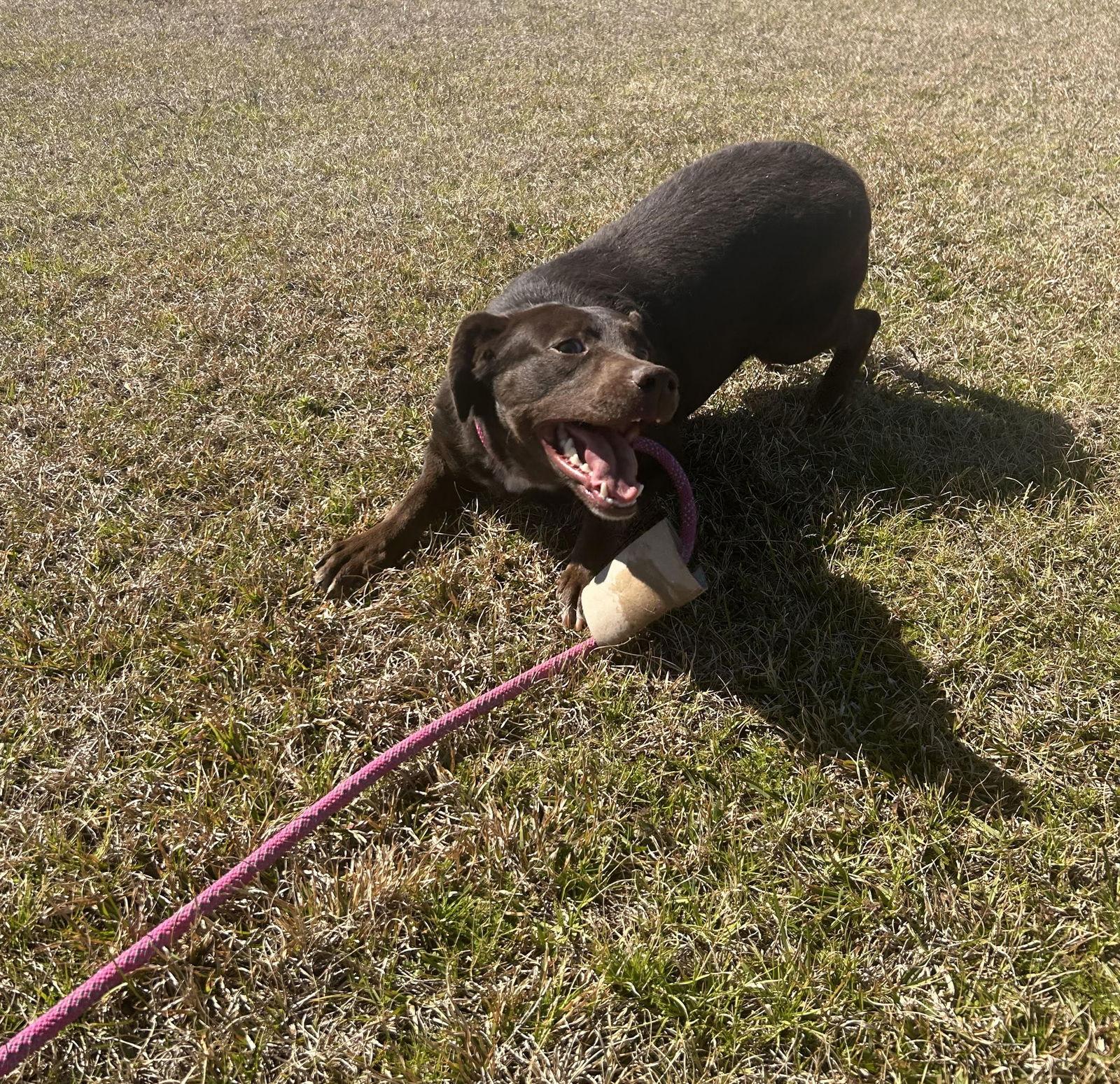 Lilah, a Adoptable mixed breed in Monticello, MS image 3/3