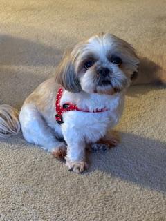 Enlarge LUNA, a ADOPTABLE Shih Tzu in Eden Prairie, MN image 3/3
