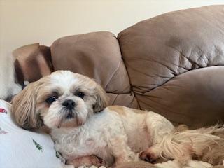 Enlarge LUNA, a ADOPTABLE Shih Tzu in Eden Prairie, MN image 2/3