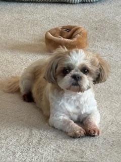 Enlarge LUNA, a ADOPTABLE Shih Tzu in Eden Prairie, MN image 1/3