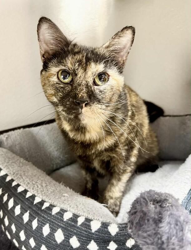 Bonita, Adoptable, Adult Female Tortoiseshell.