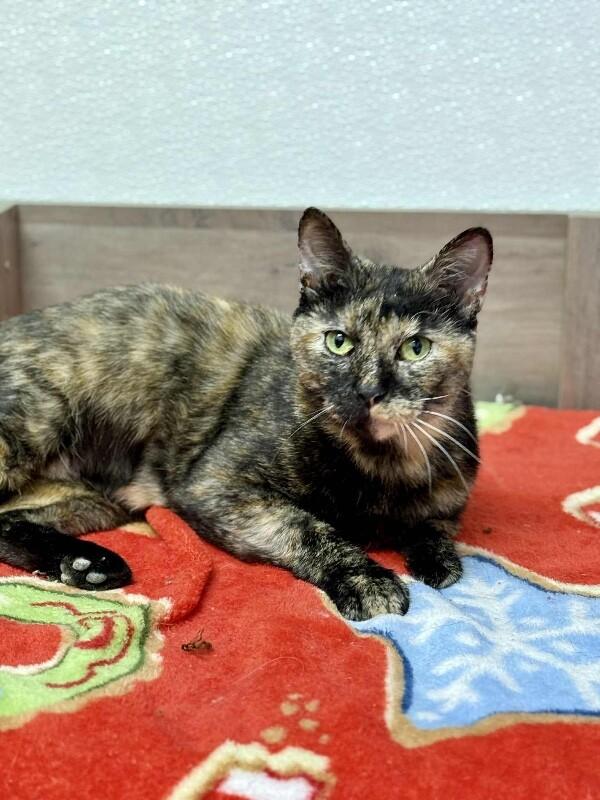 Enlarge Bonita, a Adoptable Tortoiseshell in Belton, MO image 2/5