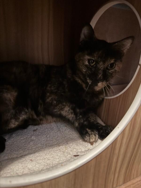 Bonita, Adoptable, Adult Female Tortoiseshell.