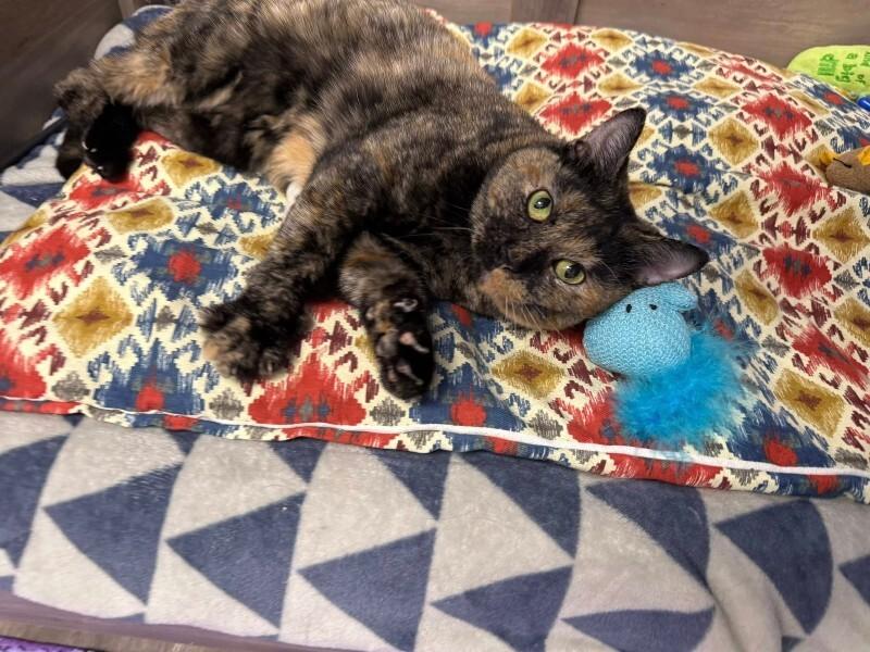 Enlarge Bonita, a Adoptable Tortoiseshell in Belton, MO image 4/6