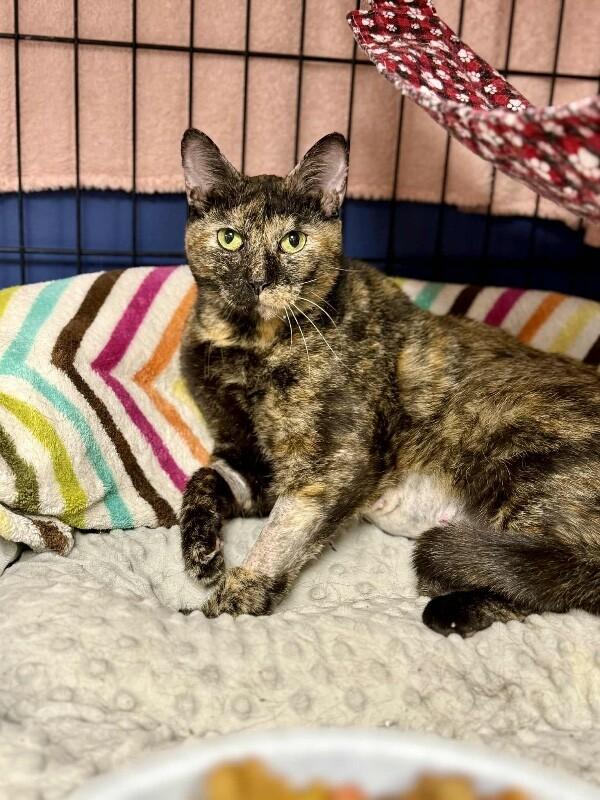 Enlarge Bonita, a Adoptable Tortoiseshell in Belton, MO image 2/2