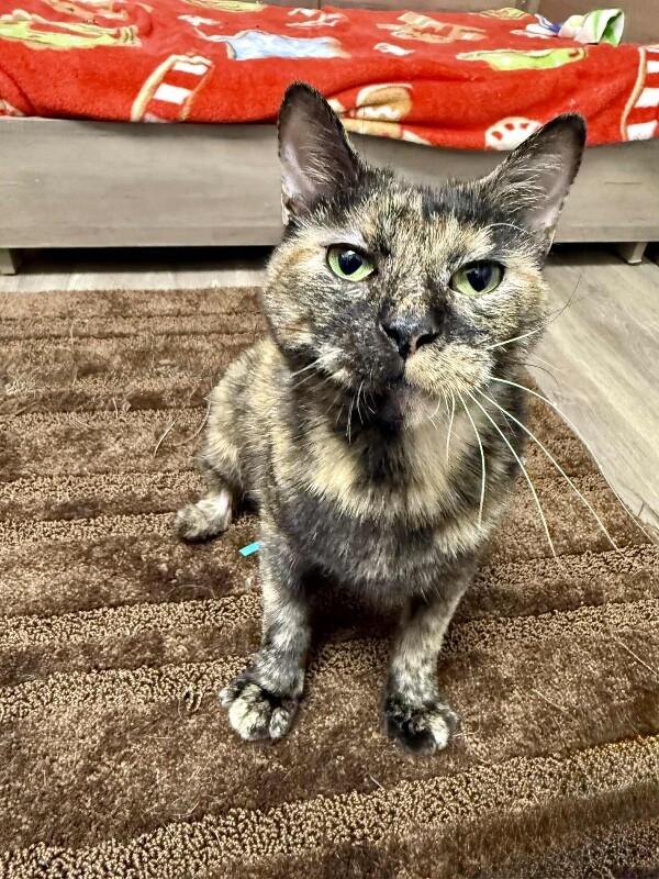 Enlarge Bonita, a Adoptable Tortoiseshell in Belton, MO image 5/5