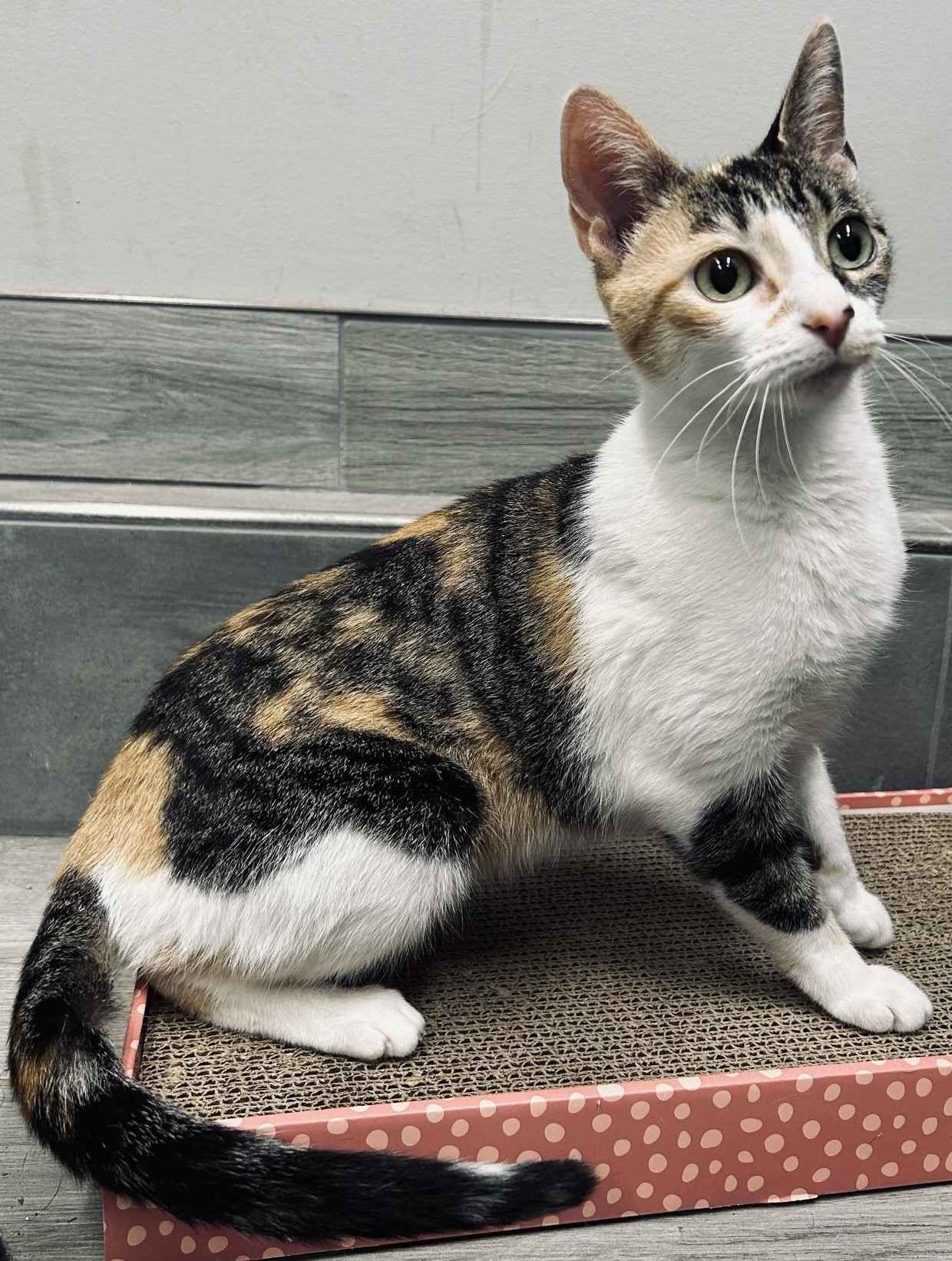 Barb, a Adopted Calico in Kemble, ON image 1/4