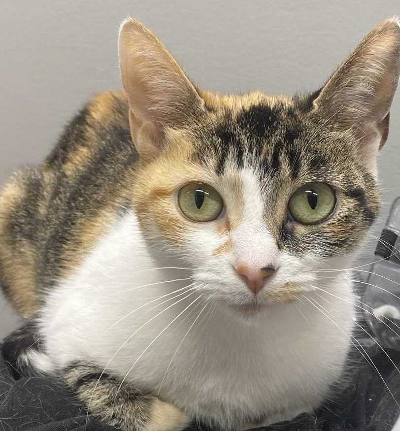 Barb, a Adopted Calico in Kemble, ON image 3/4