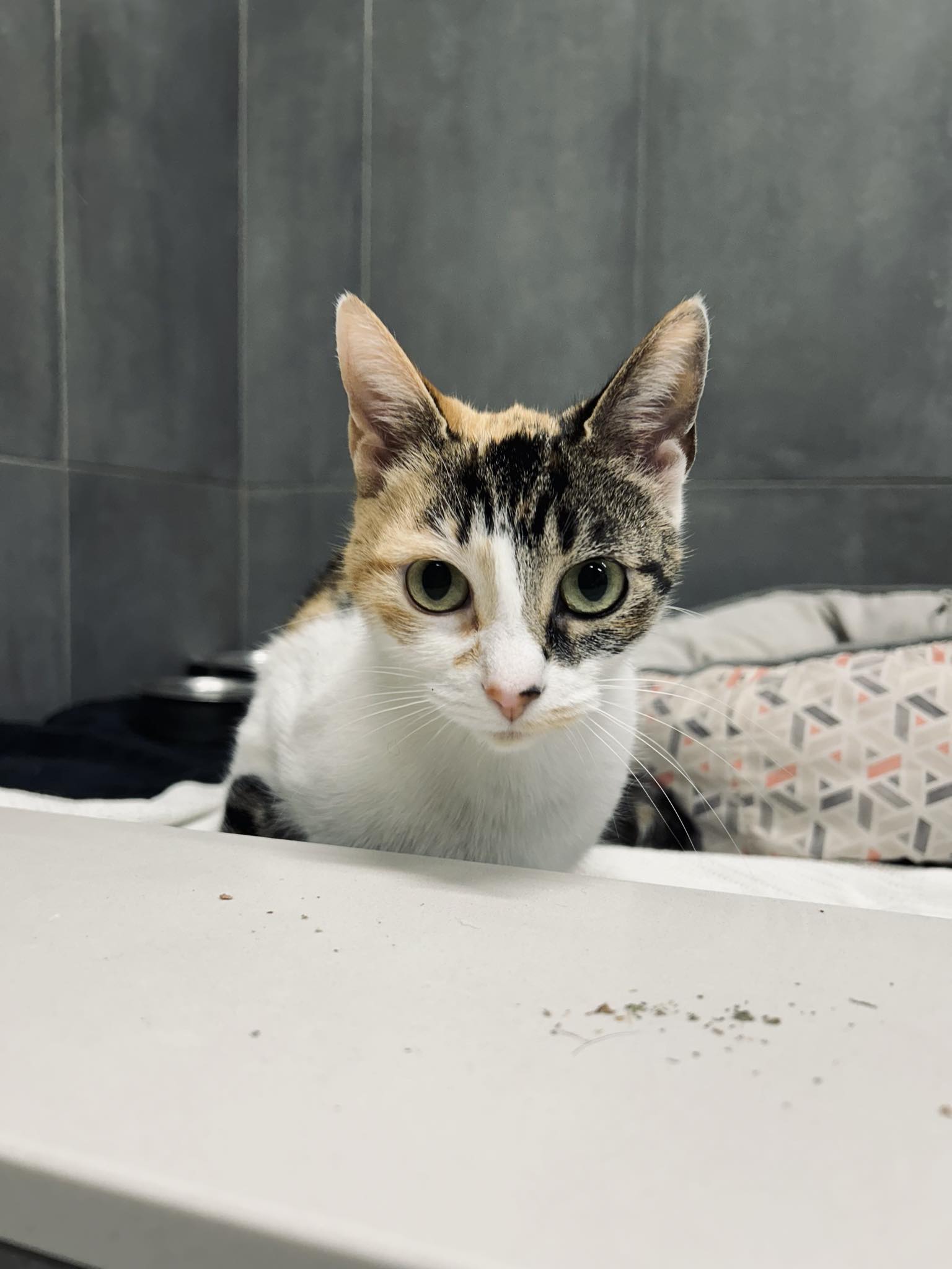 Barb, a Adopted Calico in Kemble, ON image 4/4