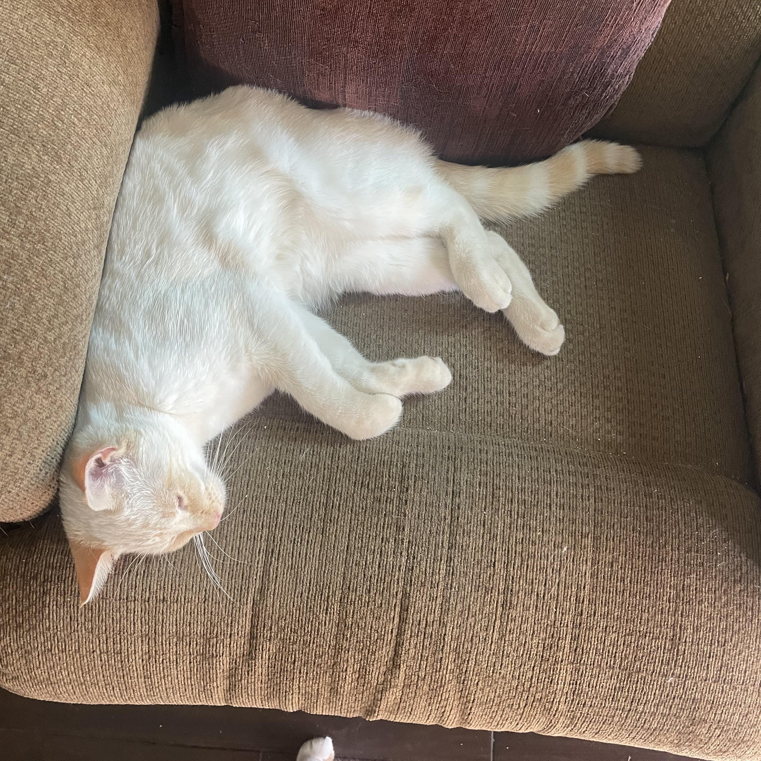 Enlarge Benito, an adopted mixed breed in Moreno Valley, CA image 5/5