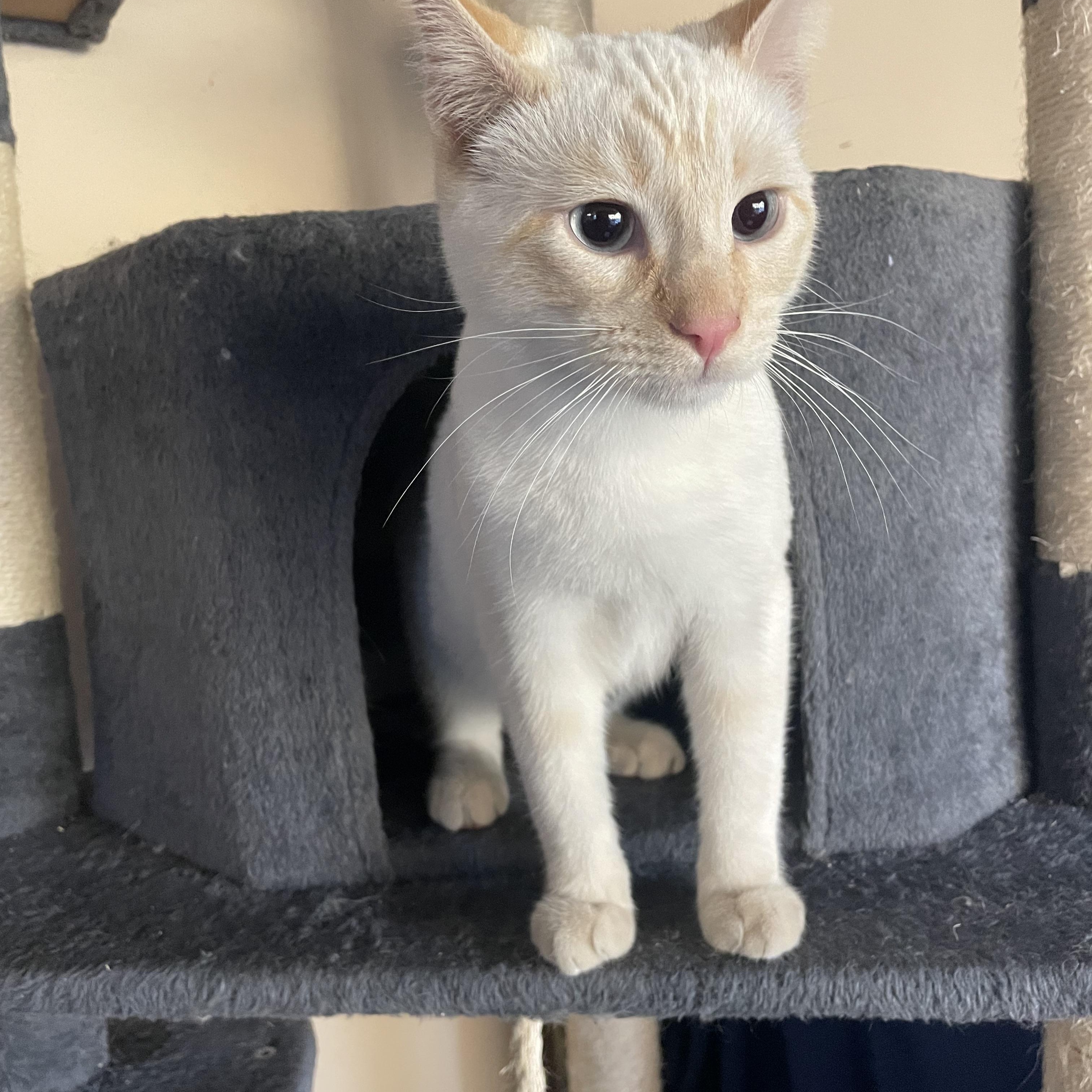 Enlarge Benito, an adopted mixed breed in Moreno Valley, CA image 4/5