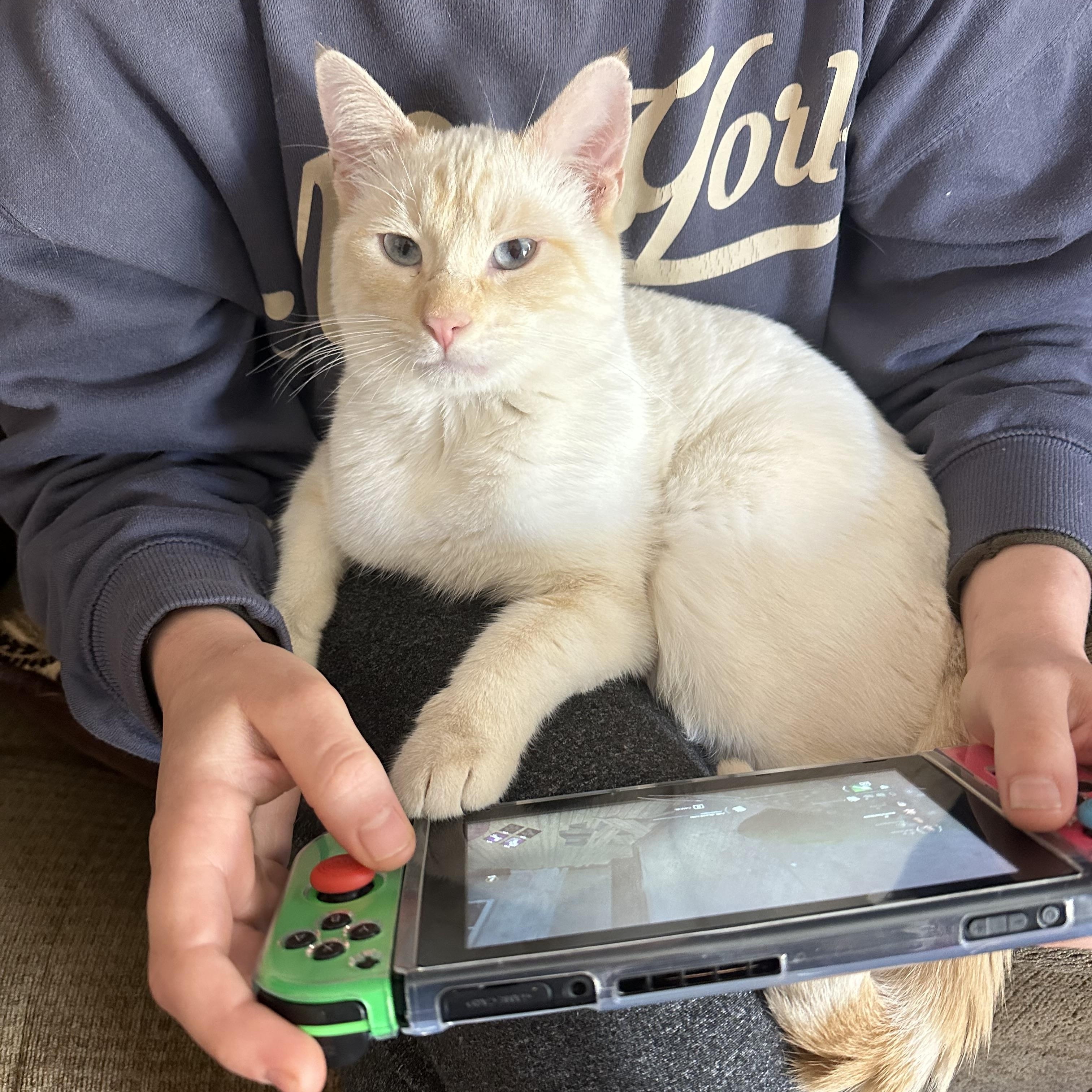 Benito, adopted, Young Male Siamese & Domestic Short Hair.