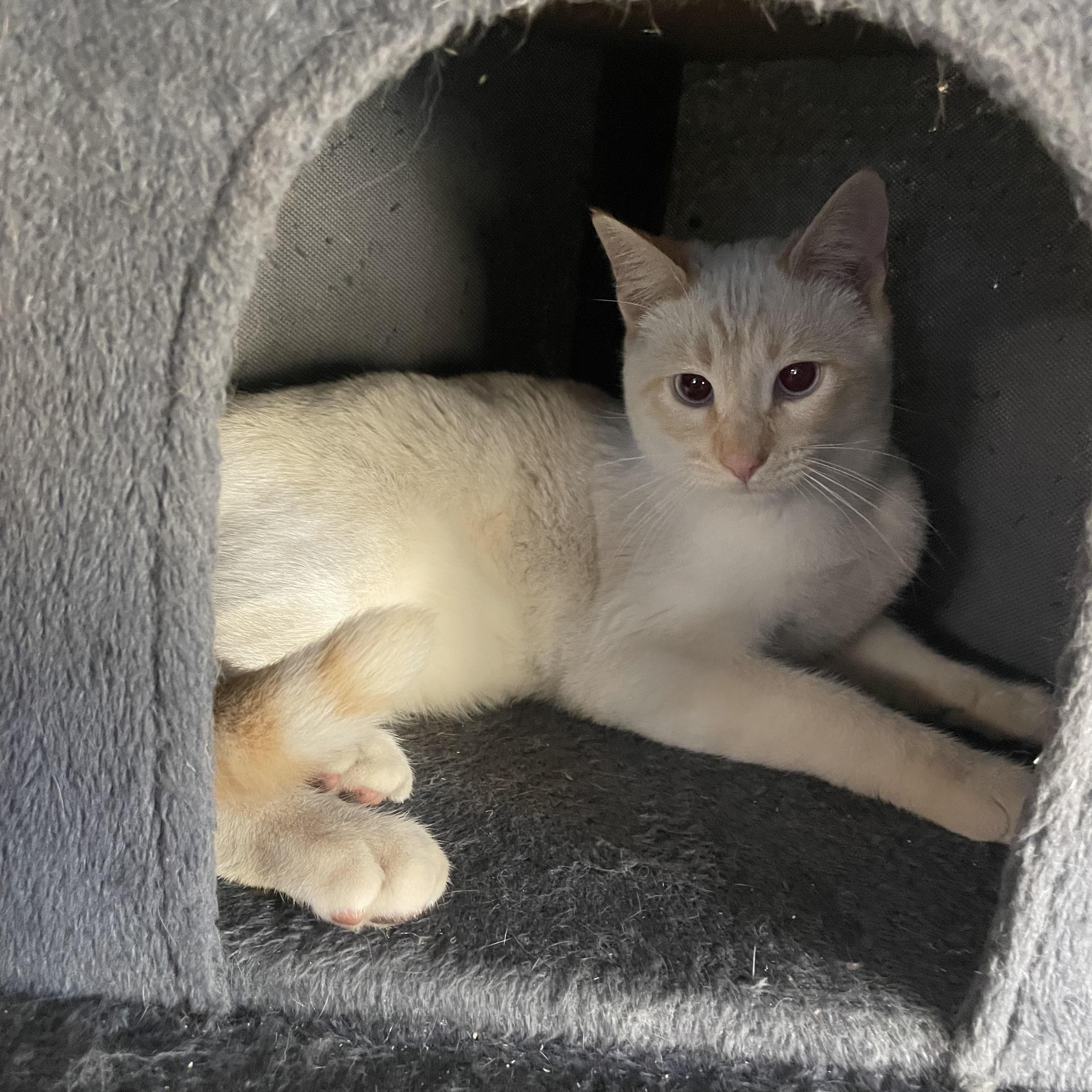 Enlarge Benito, an adopted mixed breed in Moreno Valley, CA image 3/5