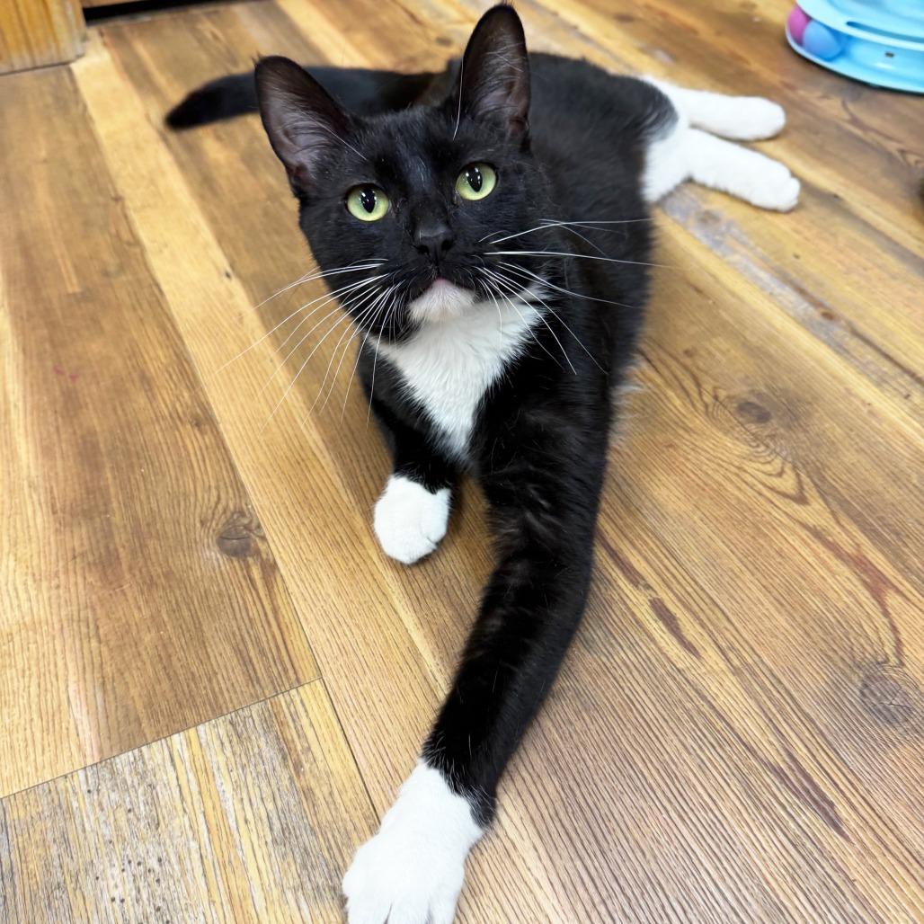 Bolt - Like a bolt of lightening, she will light up your life, a ADOPTABLE Domestic Short Hair in Oshkosh, WI image 4/5