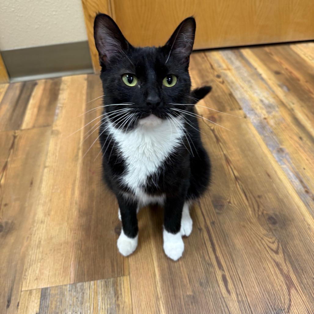 Bolt - Like a bolt of lightening, she will light up your life, a ADOPTABLE Domestic Short Hair in Oshkosh, WI image 2/5