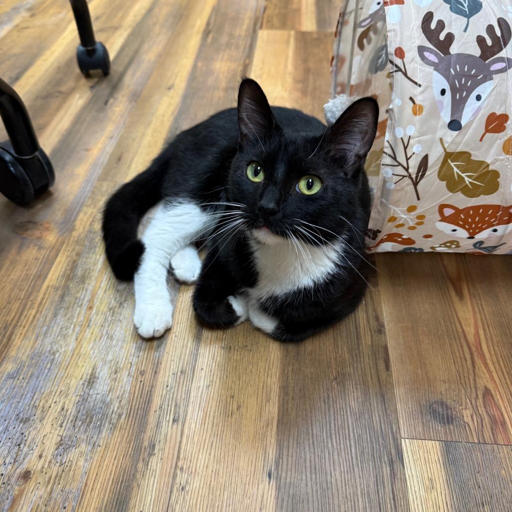 Bolt - Like a bolt of lightening, she will light up your life, a ADOPTABLE Domestic Short Hair in Oshkosh, WI image 3/5