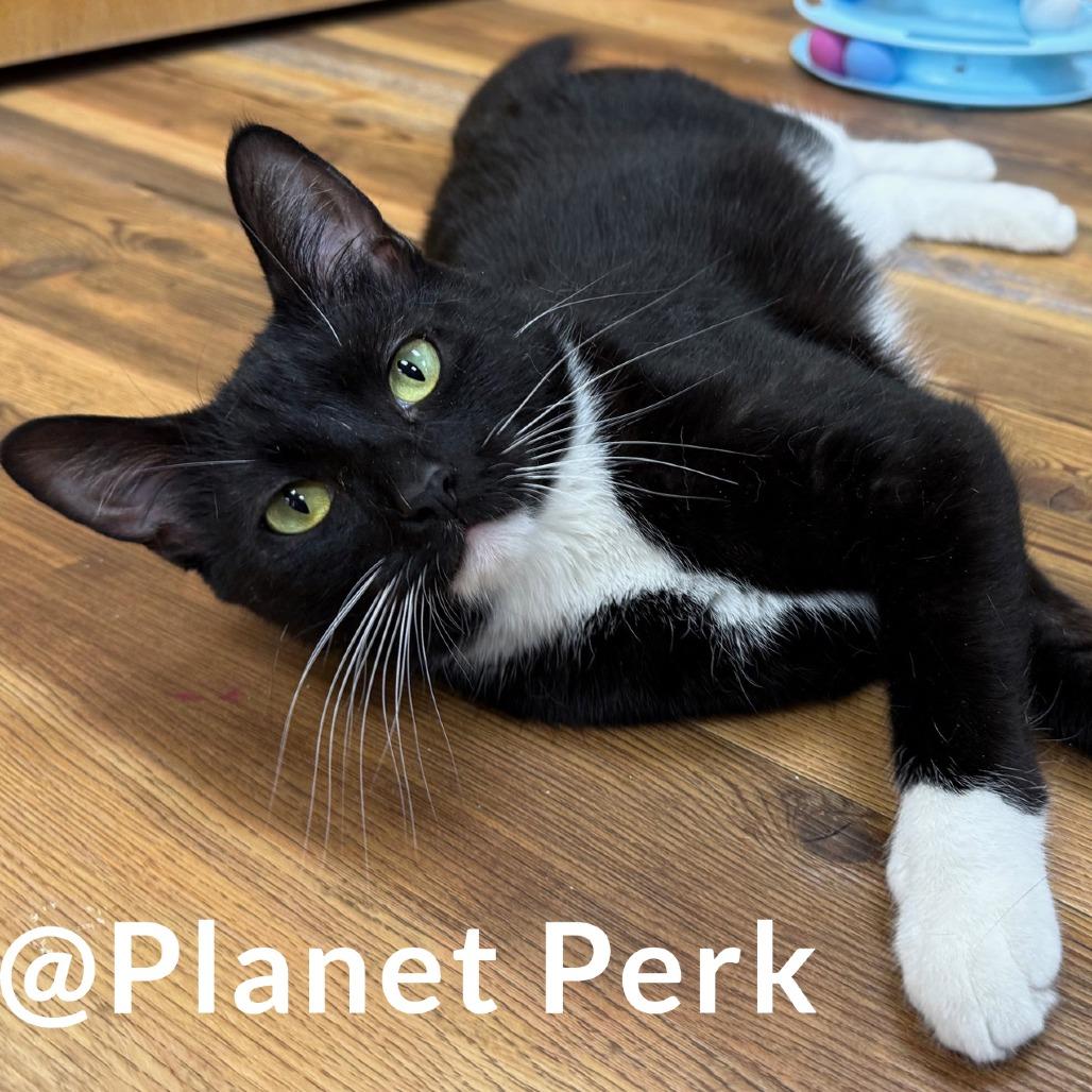 Bolt - Like a bolt of lightening, she will light up your life, a ADOPTABLE Domestic Short Hair in Oshkosh, WI image 1/5