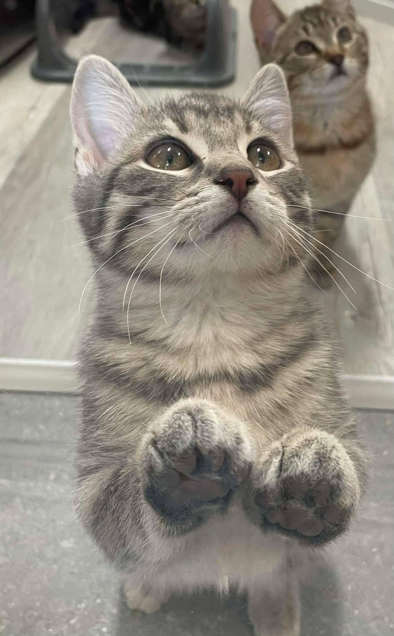 Spooky, Adoptable, Young Male Domestic Short Hair.