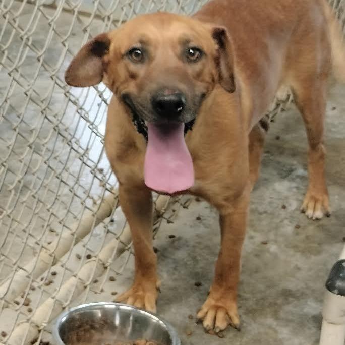 Enlarge King, a Adoptable Mixed Breed in Brooksville, KY image 2/2